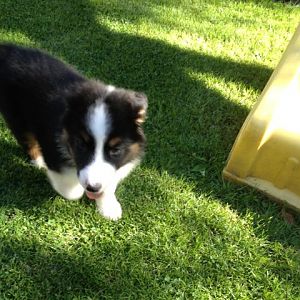 Sam im Garten in der Nähe der Rutschbahn