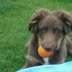 Bailey Ball 30.4.12 1