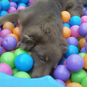 Bailey Bällepool 30.4.12 1