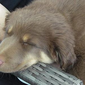 Bailey schläft 24.3.12