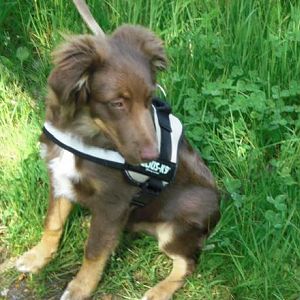 Bailey neues Geschirr 22.5.12  6