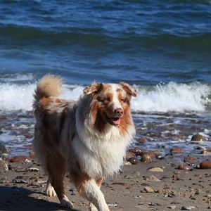 Merlin - Ostseeurlaub 2012