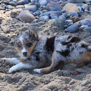 Yankee - Ostseeurlaub 2012