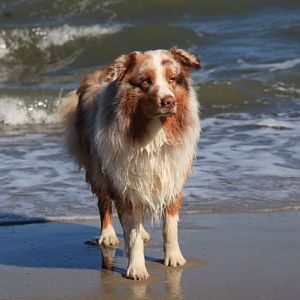 Merlin - Ostseeurlaub 2012