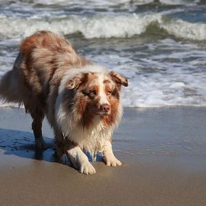 Merlin - Ostseeurlaub 2012