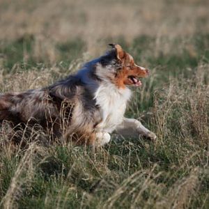 Merlin - Ostseeurlaub 2012