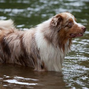 Merlin - Sommer 2012