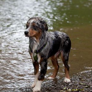 Yankee - Sommer 2012