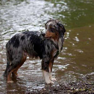 Yankee - Sommer 2012