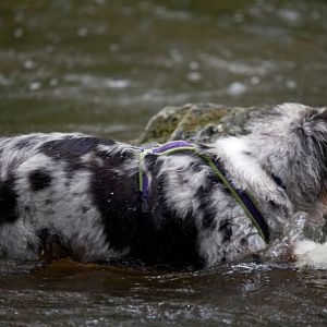 Yankee - Sommer 2012