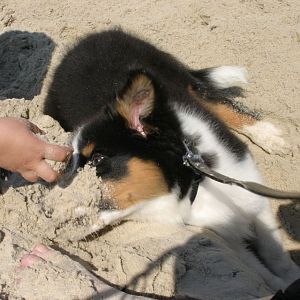 total voll Sand beim buddeln auf Langenoog