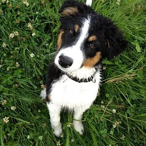 Sam total nass nach dem toben