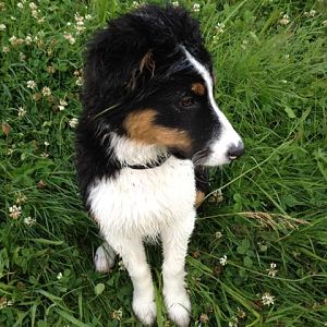 Sam nach dem toben auf der Wiese