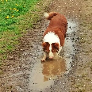 Das erste mal abgeleint und gleich drecking gemacht :-)