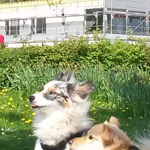 20140426 130145http://www.aussie.de/forum/album.php?albumid=898&attachmentid=51787