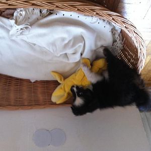 Malis Banane.. leider verdreht -.-