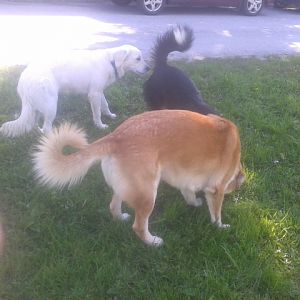 Filou Lana und Cäspa