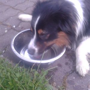 Filou müde und durstig :-D