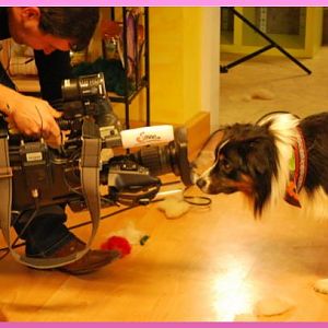 Filou blickt doof in die Kamera :-D