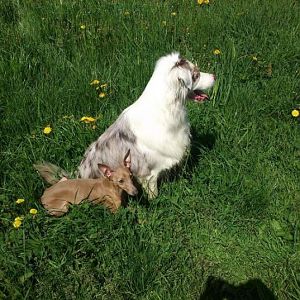 scale 781 586 03 317748825 302