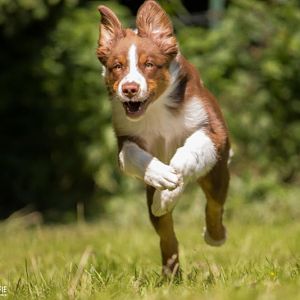 Im Sprint