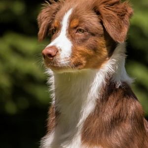 Aufmerksamer Blick in Richtung Frauchen
