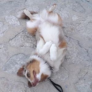 Toter Hund ;)