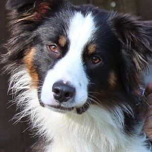 Jac
Aussie
06_2013

16  Juli 2014 (19)   Kopie 784557