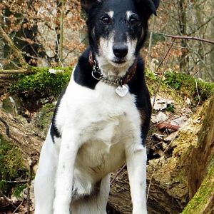 Ares 
Foxterrier Rüde
11_2000
