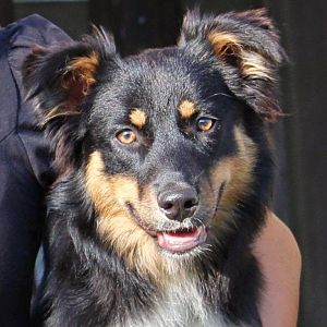 Milow 
Aussie
10_2013


16  Juli 2014 (3)   Kopie 781636