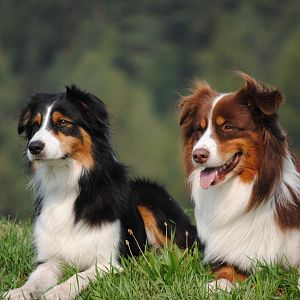 Holly und Elwood