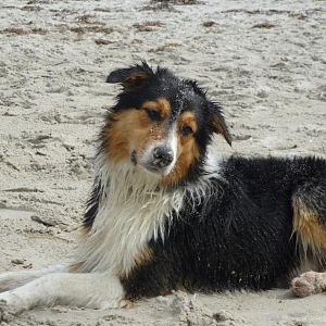 P1000663http://www.aussie.de/forum/album.php?albumid=938&attachmentid=55429