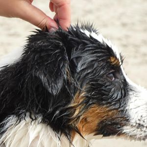 P1000661http://www.aussie.de/forum/album.php?albumid=938&attachmentid=55430