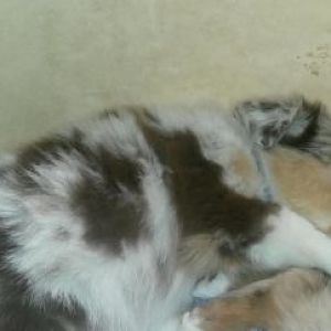 mit 5 Wochen bei Mama und Geschwister