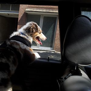 Autofahren macht spaß

(2 Wochen später fing es mit dem Sabbern an)