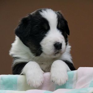Jax