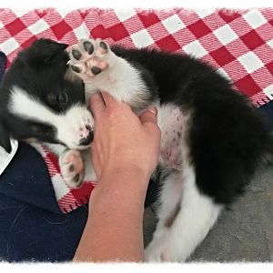 Cooper 6 Wochen