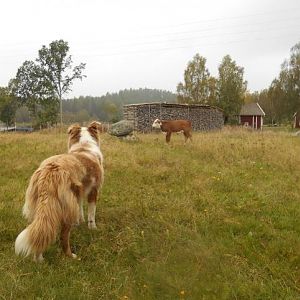 Aug um Aug mit dem "bösen" Kalb