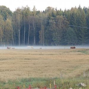 Kuhweide versinkt im Nebel