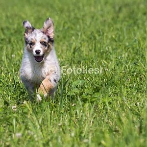 Phönix mit ca. 13 Wochen ;)