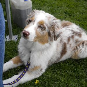 Schon 5 Monate und der erste Besuch auf einem Agi Turnier.