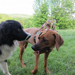 Happy birthday Indie!