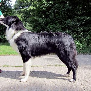 Standbild von Kibo mit 17 Monaten - bin ganz zufrieden mit seiner Entwicklung :)