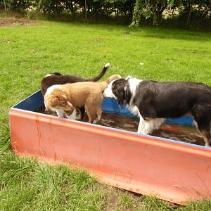 Nala mit Mama und Schwester