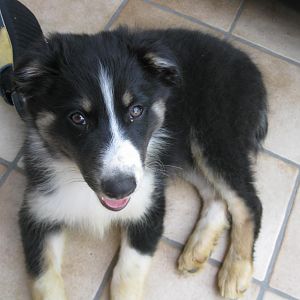 Und wie bekomme ich meine Pfoten jetzt wieder weiß?