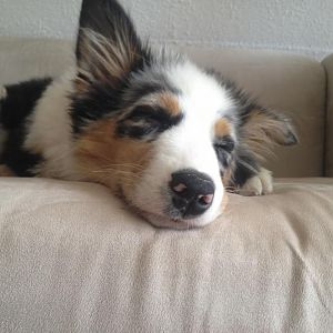 Amy beim Chillen auf dem Sofa