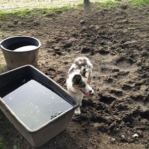 Amy auf der Ranch <3