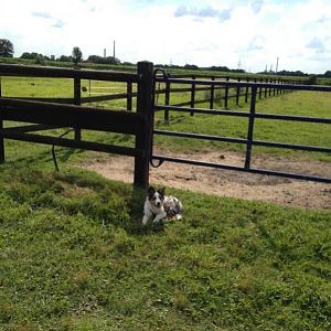 Ranch die 2te (die Rinder immer im Blick)