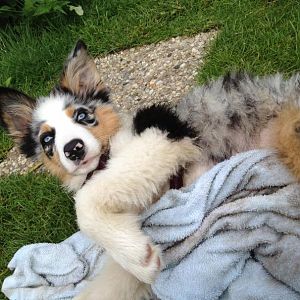 Amy macht mal eben nebenbei Seepferdchen bei der Hundetrainerin im 1,80 m tiefen Teich