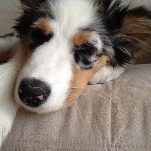 Amy beim chillen die 2te